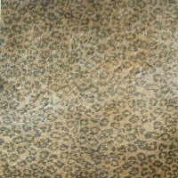 Animals Leopard