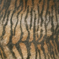 Animals Tiger